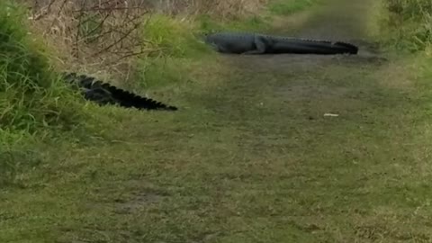 Gigantic Gator Passes By