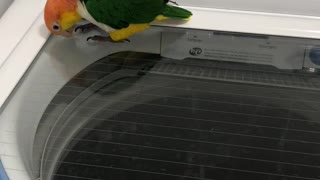 Hilarious Parrot Watches Washer Spin