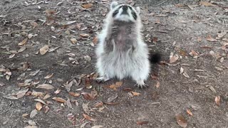 Friendly Raccoon Loves People and Cats