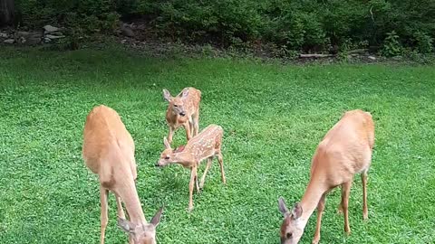 Mother Deer and Their Fawns