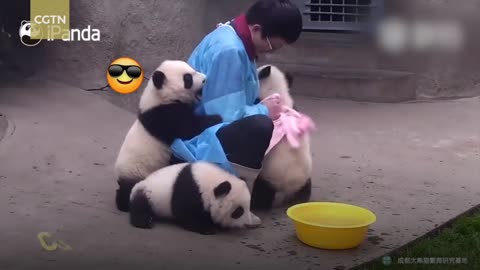 Cute alert! Giant panda cuddles with keeper during shower time