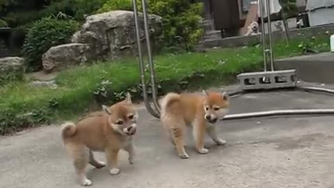 two cute puppies fighting or playing