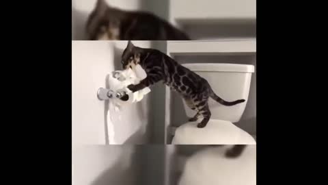 Funny cat, toilet paper is fun