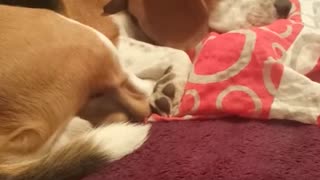 Sleeping dog can't resist howling along to music