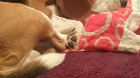 Sleeping dog can't resist howling along to music