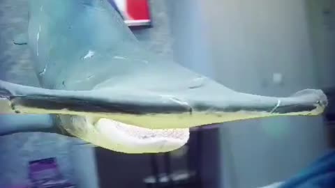 Акула ** Shark