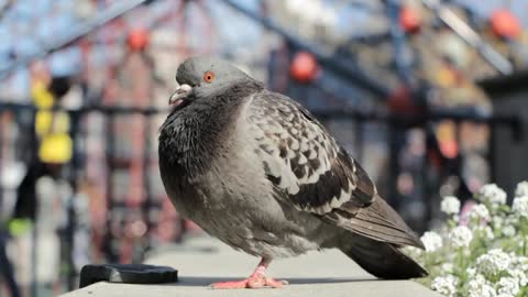 A beautiful pigeon looks around