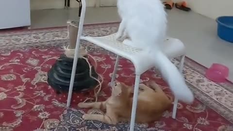 Cats Fighting each Other and abusing the Pakistani Man