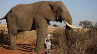 Fearless 4-Year-Old Gives Huge Bull Elephant Some Love