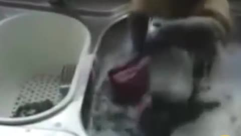 Monkey washes dishes