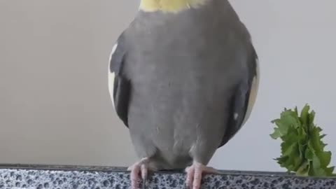 The cockatiel bird sings and imitates its owner in its movements to get the carrots