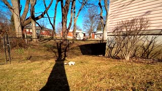 Neighborhood White Squirrel III