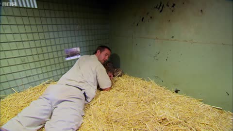 Handraising Twin Tiger Cubs | Tigers About the House | BBC Earth