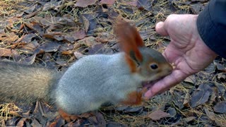 Fluffy squirrel eats with hands