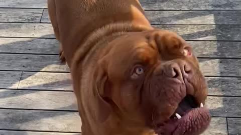 Angry pup objects to the idea of being brushed