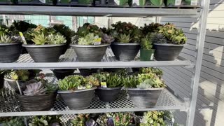 Walmart garden for sale in Edmonton