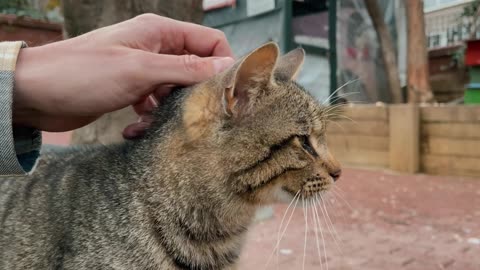 Cat Strolling In The Park And Having Fun