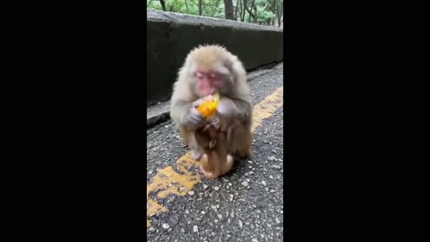 Cute Baby Monkey - funny moment