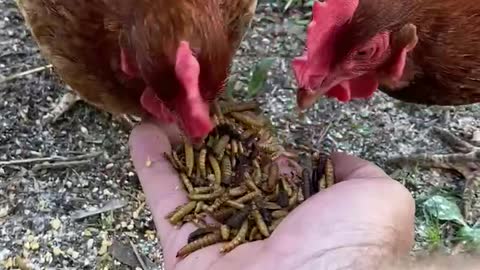 Hand Feeding Two Chickens