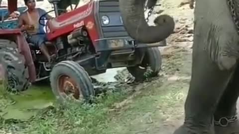 elephant pulled out the tractor