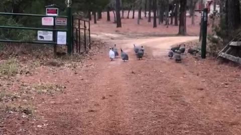 Guinea-fowl Panic