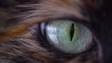 Brown Cat eye