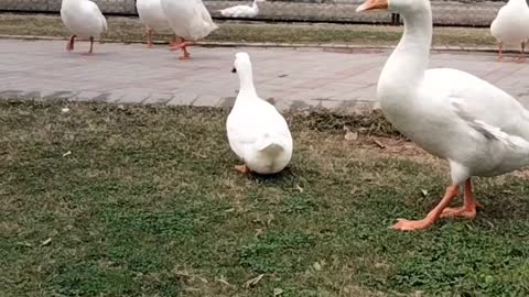 Beautiful Goose 🦆 Video By Kingdom of Awais