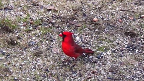 Cardinal