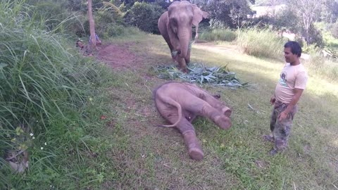 Baby Elephant Can't Get Up (Hilarious And Cute)