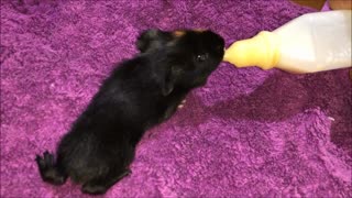 Baby Black Guinea Pig with White Foot