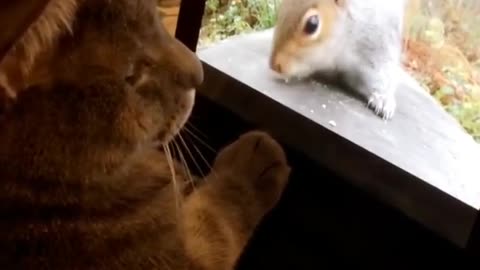 Cat tries to make contact with squirrel on video