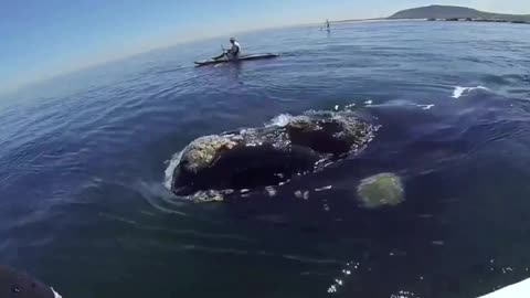Whale touch Kayak
