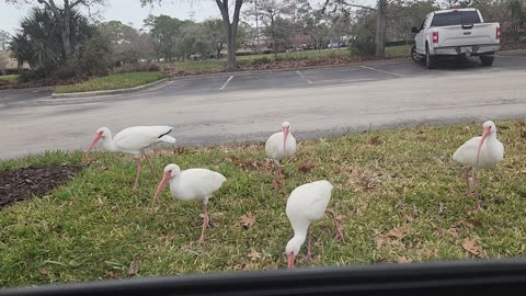 Swan birds