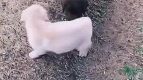 Funniest & Cutest Labrador Puppies #2 - Funny Puppy Videos 2022