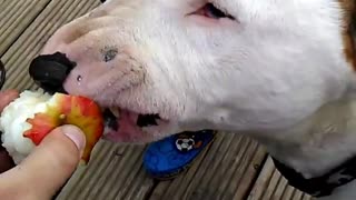 Dog eating apple