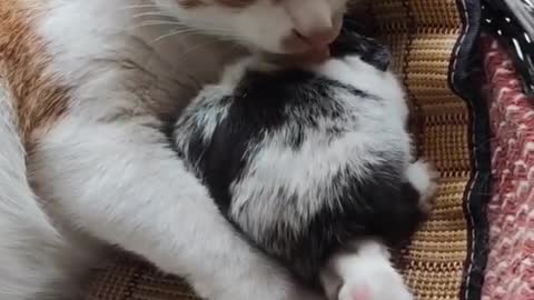 Furry Purry Golden Kitten Pile cute