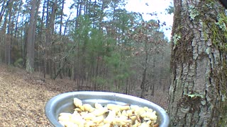 bluebird, redbellied woodpecker and chickadee