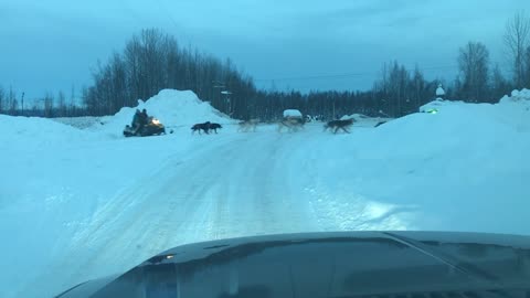 Dog Sled Team, Willow, Alaska