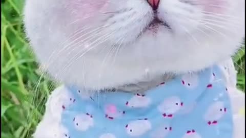 Cute cat taking care of her hair