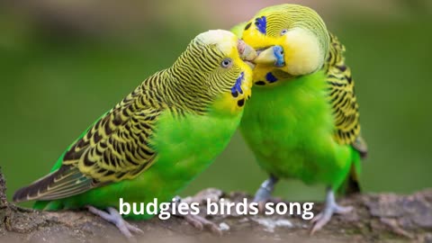 Beautiful Budgie songs 2 Hours of Budgies Singing Parakeet Sounds