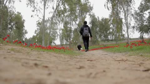 Loyal dog going with his boy - amazing puppy dog