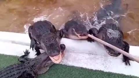 How to FEED a bunch of alligators