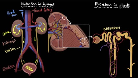 Excretion in humans and plants | Life processes | Academy Class 10 Biology