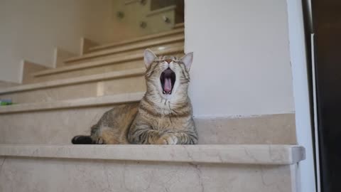 Cat Yawn Home sleepy New Full HD 2021