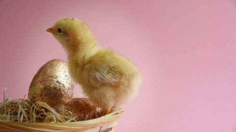 Easter Chicks In Easter Nest With Pink Background