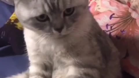 Cat reacting food | Funny Video 2022 😍😂🤣