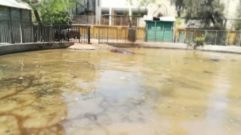 Speedy Under Cover Hippo Enjoys Water