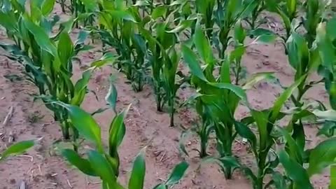 Hidroponik-Spray pests on corn plants