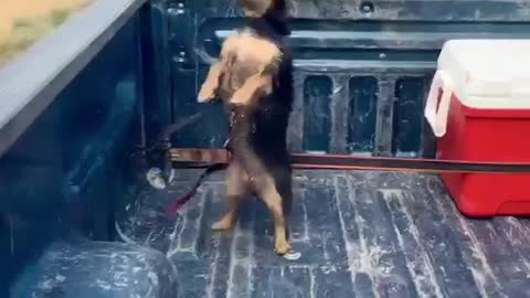 Dog Tied to Strap Trips Over it