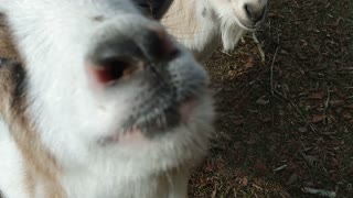 Mini goats out in the yard